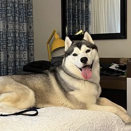 Siberian Husky puppies from Valerie's Siberian Huskies