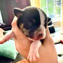 Girl 3 - Black and white Chihuahua puppy in Lees Summit, Missouri from Divine K9s LLC