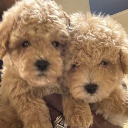 Goldendoodle, Maltipoo, and Poodle Puppies from Pawriffic Pups