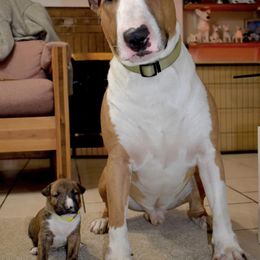 Bull Terrier All Grown Up from HP BULL’S