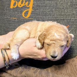 Arctic - Apricot male Goldendoodle puppy in Cambridge, Minnesota from Country Meadow Doodles