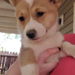 Pembroke Welsh Corgis from Corgi Galore