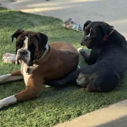 Boxer puppies from Ultra Paws Plus