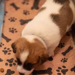 Golden Retriever and Jack Russell Terrier Puppies from Shelby Burleson's Golden Retrievers and Jack Russell Terriers