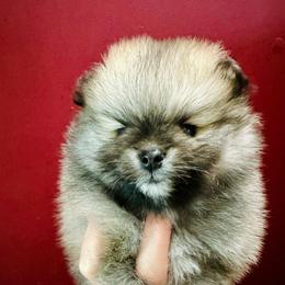 Milo - Cream sable male Pomeranian puppy in Uniontown, Pennsylvania from Oh So Sassy Poms