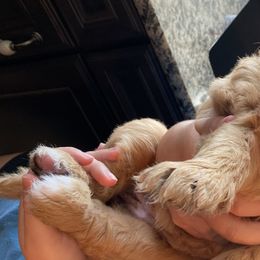 Girl 3 - Bernedoodle puppy in Berryville, Virginia from Hazel the Bernedoodle
