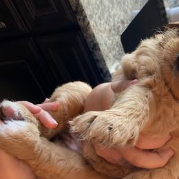 Girl 3 - Bernedoodle puppy in Berryville, Virginia from Hazel the Bernedoodle