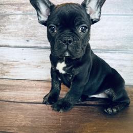 French Bulldog, Mal-Shi, and Morkie Puppies from Woodpecker Ridge Pups