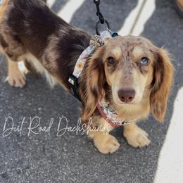Fern 🌿 - Dachshund