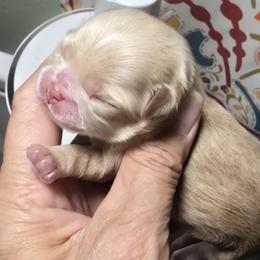 Shih Tzu Puppies from 🩷ViviDreamyShihtzus🩷