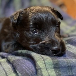 Boy 5 - Black male Scottish Terrier puppy in Idaho from Avonlea Terriers