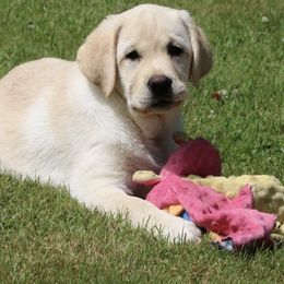 Labrador Retrievers from Handy Hill Labradors