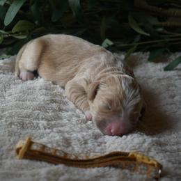 Female 4 - Red  female Goldendoodle puppy in Angola, Indiana from Classic City Doodles