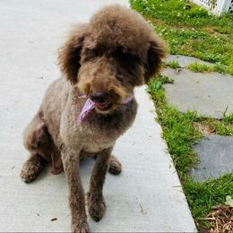 Goldendoodles from Creekside Doodles