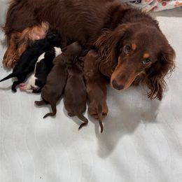 Dachshund Puppies from TS Dachshunds