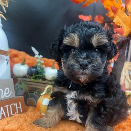 Zeus - Black and silver male Miniature Schnauzer puppy in Grayson, Kentucky from Seventh Heaven Schnauzers