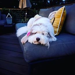 Bernedoodle Puppies from Natchez Trace Doodles