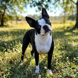 Freya - Boston Terrier