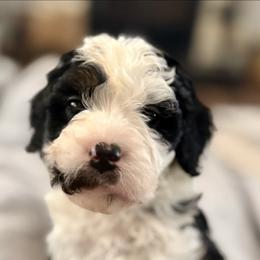 Yellow collar girl - Tri-color female Bernedoodle puppy in Lake, Michigan from 3 King Doodles & Poodles
