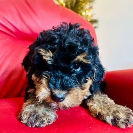 Marigold - female Golden Mountain Doodle puppy in Twin Falls, Idaho from Burrow & Bone