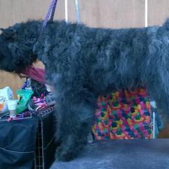 Bouvier des Flandres All Grown Up from Tomten Bouviers