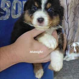 MIDNIGHT - Black tri-color male Australian Shepherd puppy in Elk Creek, Missouri from Hearts on Fire Australian Shepherds