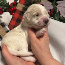 Masuka - Parti male Goldendoodle puppy in Prosperity, Pennsylvania from Stelladoodles & Company