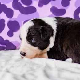 Lavender - Black and white female Border Collie puppy in Opelousas, Louisiana from Zahara Border Collies