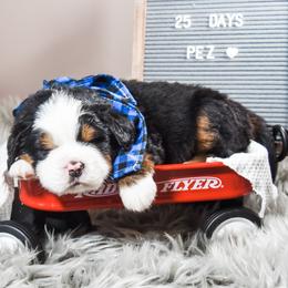 Bernese Mountain Dog Puppies from Swiss Berner Bears