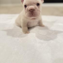 French Bulldog Puppies from Frenchie Envy Puppies