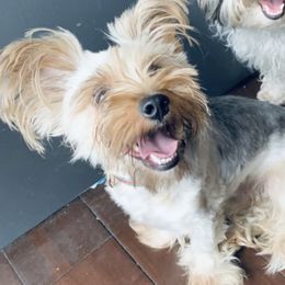 Maltipoos, Poodles, Shih Tzus, Yorkipoos, and Yorkshire Terriers from Bougie Paws LLC