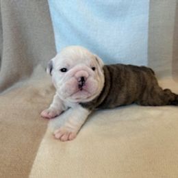 Bulldog Puppies from Teddy Bear Bulldogs