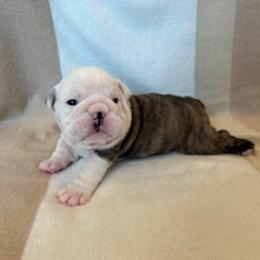 Bulldog Puppies from Teddy Bear Bulldogs