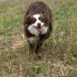 Jewels - Toy Australian Shepherd