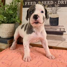 Abigail - Harlequin female Great Dane puppy in Carencro, Louisiana from Halsey Danes