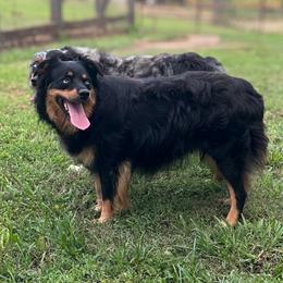 Tator - Australian Shepherd