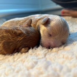 Maltipoo Puppies from Christine Plano