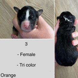 Cancer - Tri-color female Bernedoodle puppy in Kenyon, Minnesota from Country Breeze Doodles & Poodles