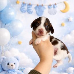 Twix - Chocolate and tan male Dachshund puppy in Fredericksburg, Indiana from Blue River Mini Dachshunds