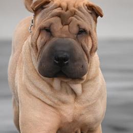 Chinese Shar-Pei and Irish Wolfhounds from Celtic Clover Hounds