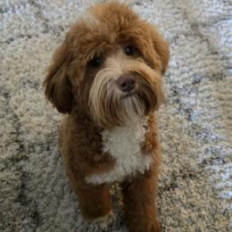 Noah - Goldendoodle