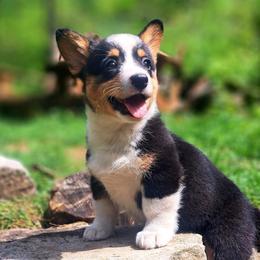 Molly Pitcher - Black and white female American Corgi puppy in Gouverneur, New York from St. Lawrence Corgis