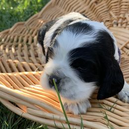 Angela - Cocker Spaniel puppy in Virginia from S&J Spaniels