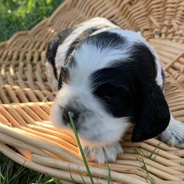 Angela - Cocker Spaniel puppy in Virginia from S&J Spaniels