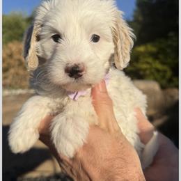 Bernedoodle and Goldendoodle Puppies from Dainty Doodle Dogs