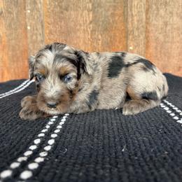 Badger - Blue merle female Aussiedoodle puppy in Eastland, Texas from H5 Mini Doodles