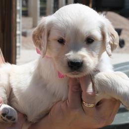 Kona Girl  pink collar - Golden female Golden Retriever puppy in Fort Morgan, Colorado from Golden Girls Kennels, LLC