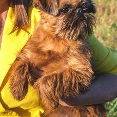 Rhonda - Brussels Griffon