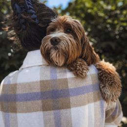 Aussiedoodle and Goldendoodle Puppies from Garside Doodles