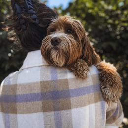 Aussiedoodle and Goldendoodle Puppies from Garside Doodles